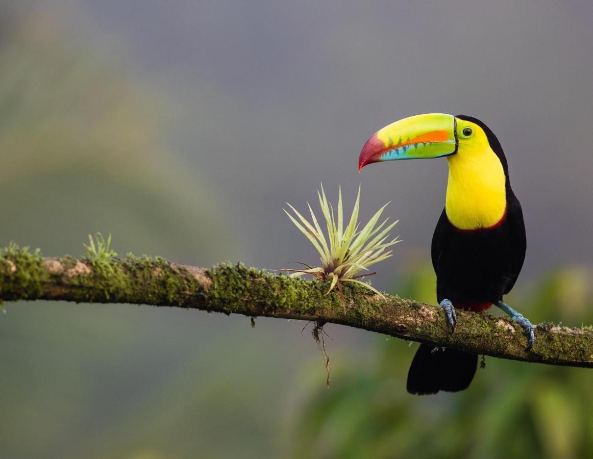 Casa Libertinn Manuel Antonio Kültér fotó