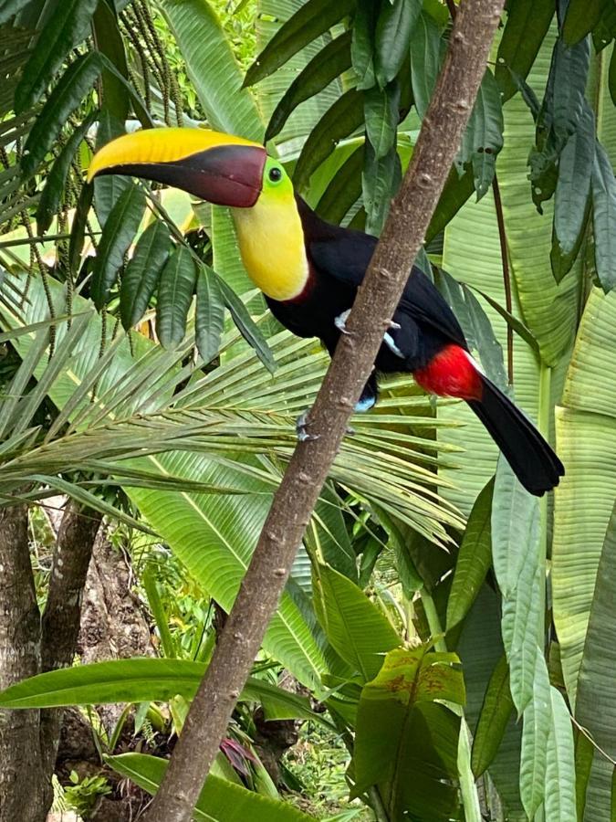 Casa Libertinn Manuel Antonio Kültér fotó