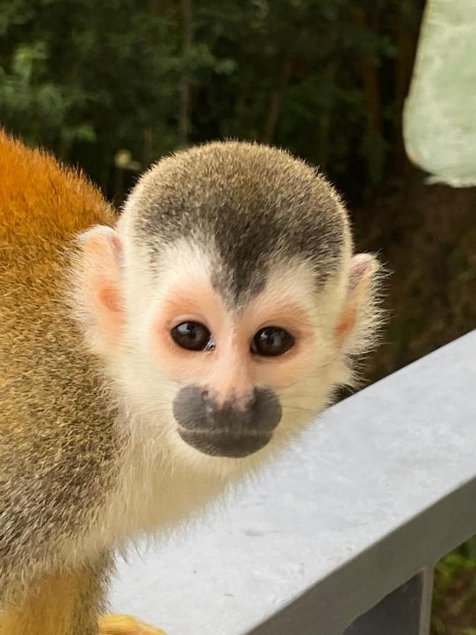 Casa Libertinn Manuel Antonio Kültér fotó