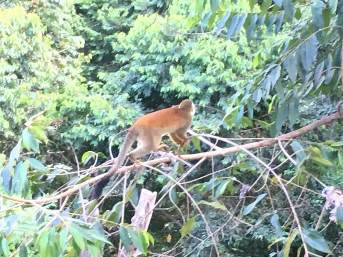 Casa Libertinn Manuel Antonio Kültér fotó